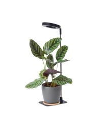 LED Plantengroeilamp VERDI V2 Zwart 5W 1300K - USB - Timer & Dimbaar - Kobi Design